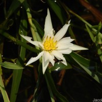 Nymphaea pubescens Willd.